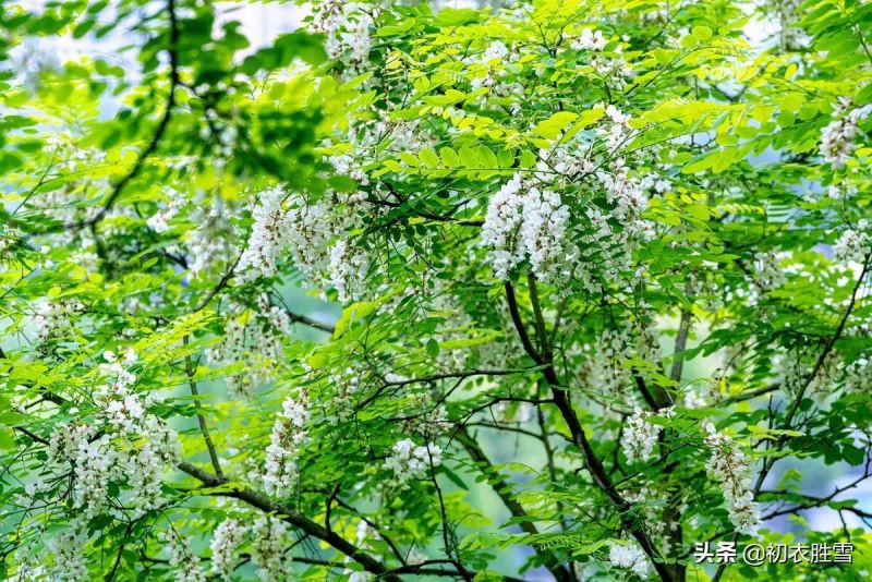 北方槐树什么时候开花「北方槐树什么时候开花结果」