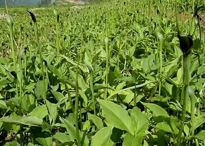 半夏适合什么地种植「半夏适合什么地种植种子」