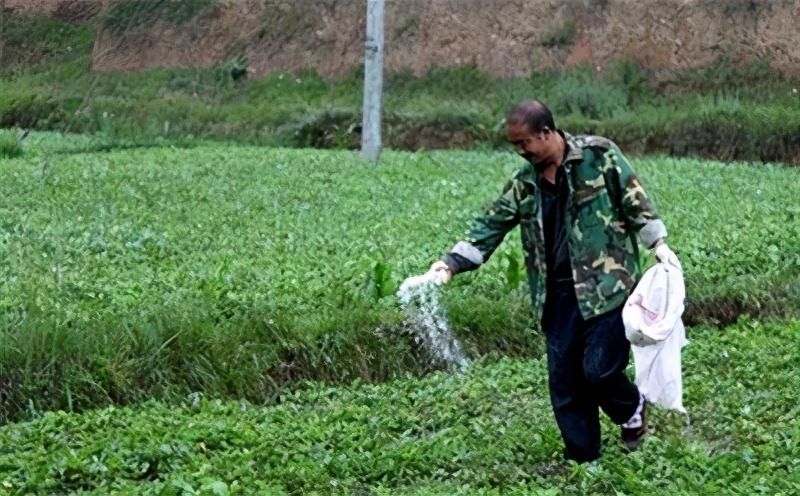 半夏适合什么地种植「半夏适合什么地种植种子」