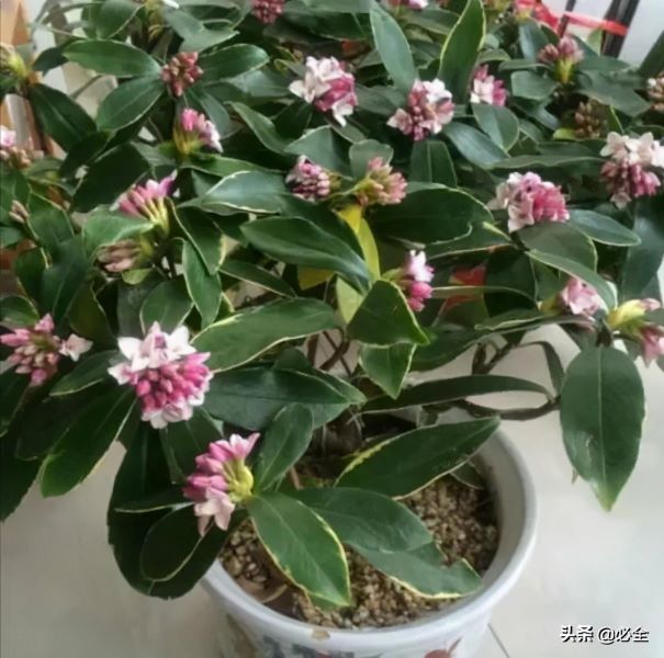 半灌木植物有哪些「半灌木植物有哪些哈密」
