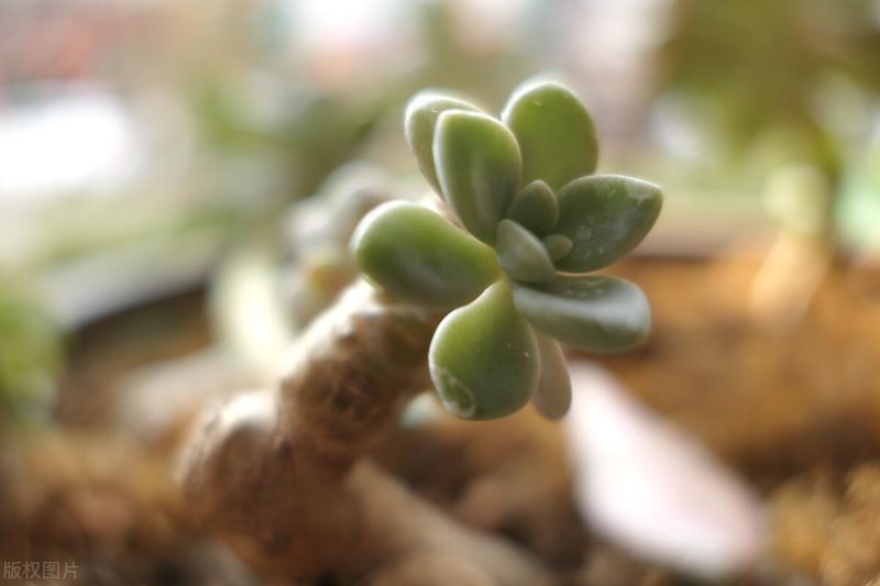 厚脸皮植物怎么养「厚脸皮植物怎么养才壮」_2