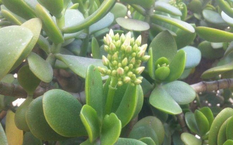 厚脸皮花怎么养「厚脸皮花怎么养殖」