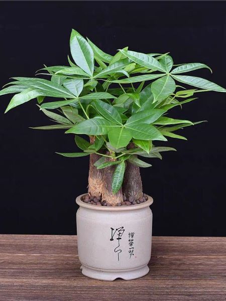 发财树叶子干枯发黄是怎么回事「发财树叶子干枯发黄是怎么回事儿」