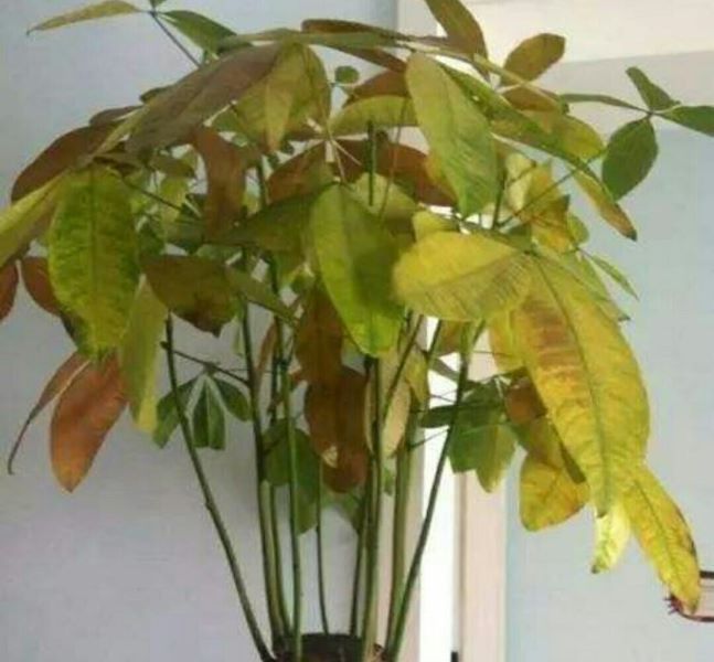 发财树叶子枯黄掉叶怎么办「发财树三大忌讳」