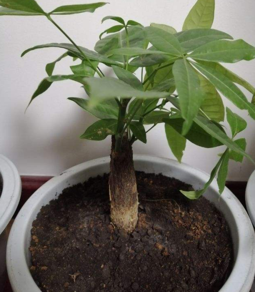 发财树叶黄怎么治「发财树叶黄怎么治-」
