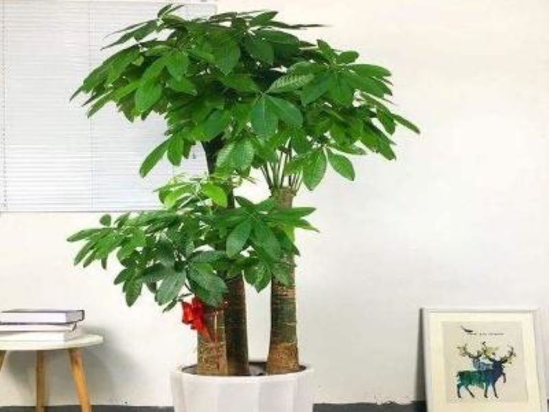 发财树哪个品种好「发财树哪个品种好养」