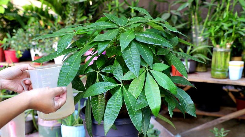 发财树多久浇一次水最好「发财树多久浇一次水最好活」