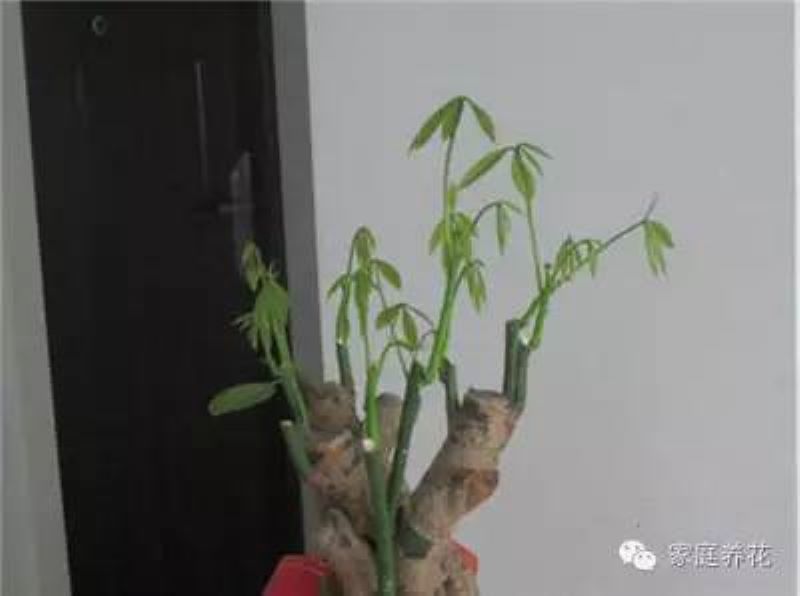 发财树如何修剪好看「发财树如何修剪好看图片」