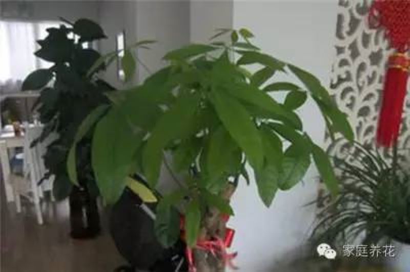 发财树如何修剪好看「发财树如何修剪好看图片」