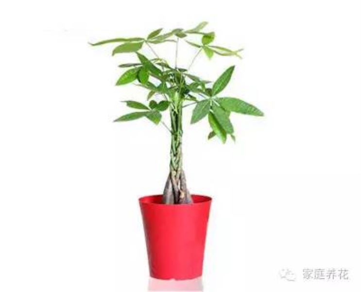 发财树如何修剪好看「发财树如何修剪好看图片」