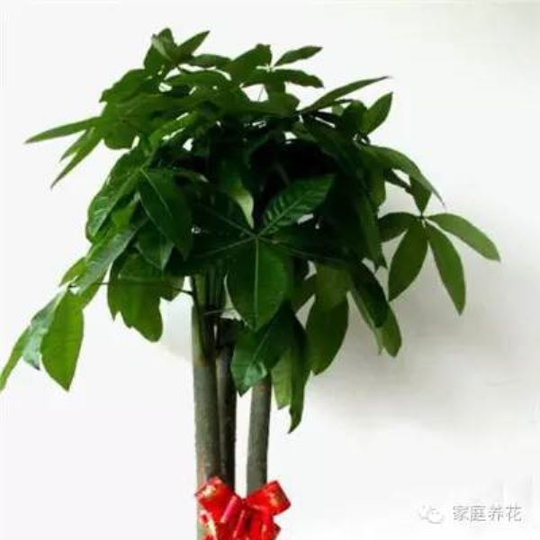 发财树如何修剪好看「发财树如何修剪好看图片」