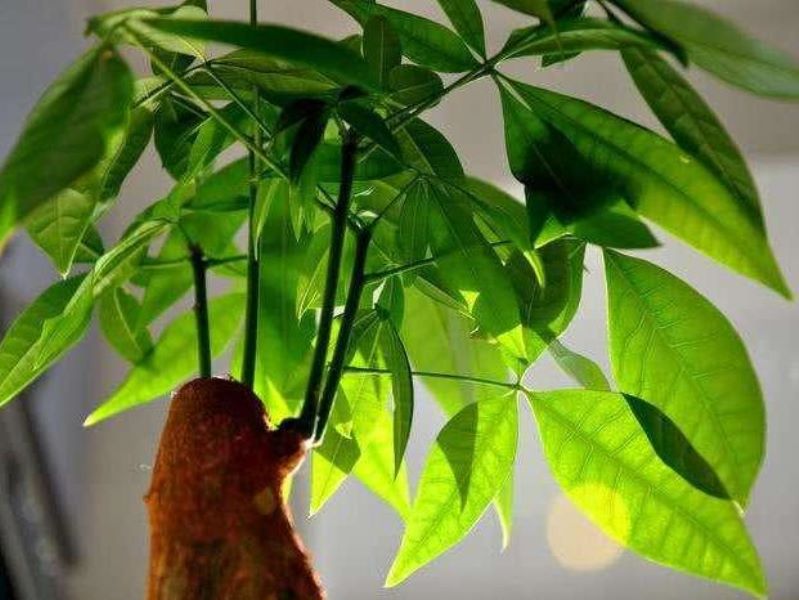 发财树怎么修剪「发财树怎么修剪枝叶视频教程」