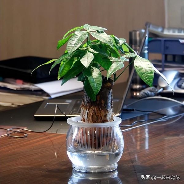 发财树怎么养好「发财树怎么养好-」