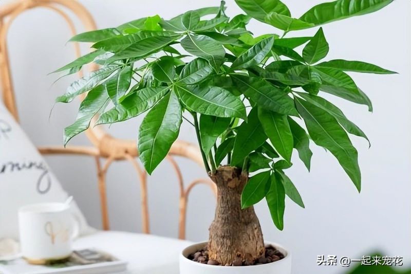 发财树怎么养好「发财树怎么养好-」