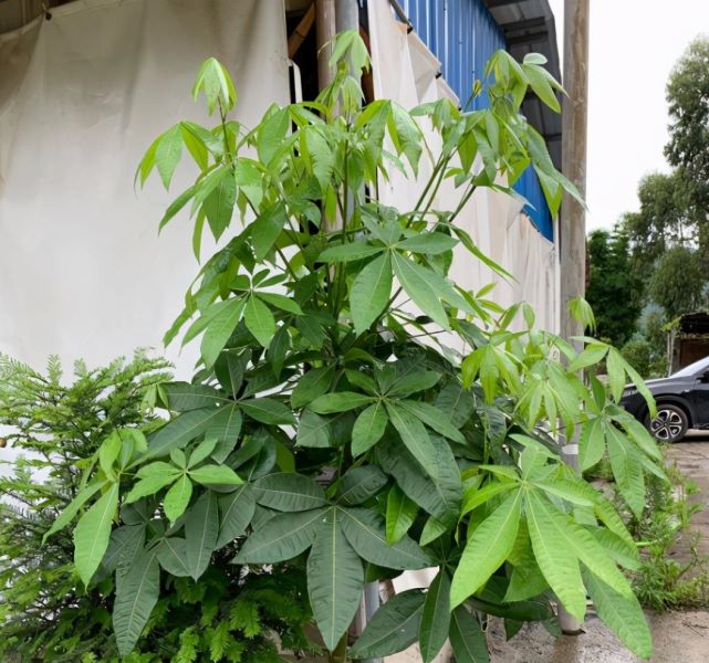 发财树怎么养长得快「发财树怎么养长得快又好-」