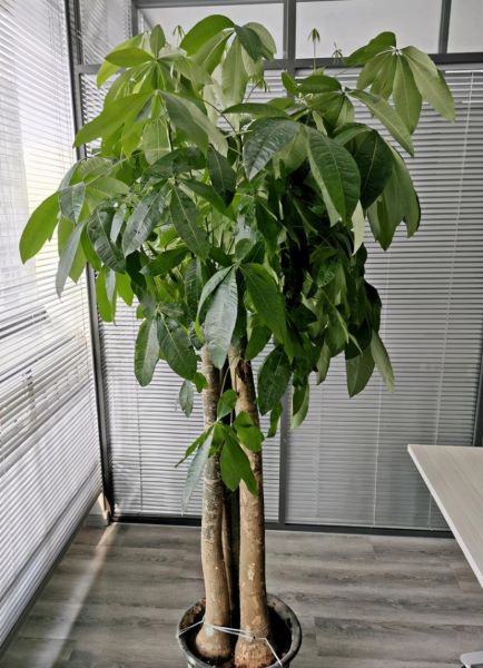 发财树怎么养长得快「发财树怎么养长得快又好-」