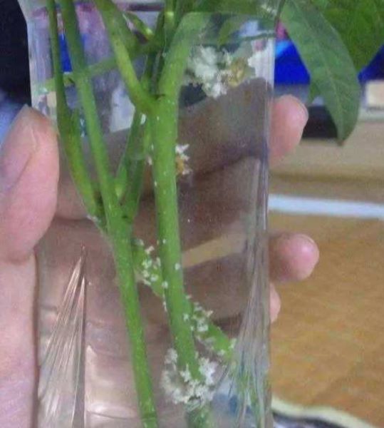 发财树怎么培育幼苗「发财树怎么培育幼苗视频」