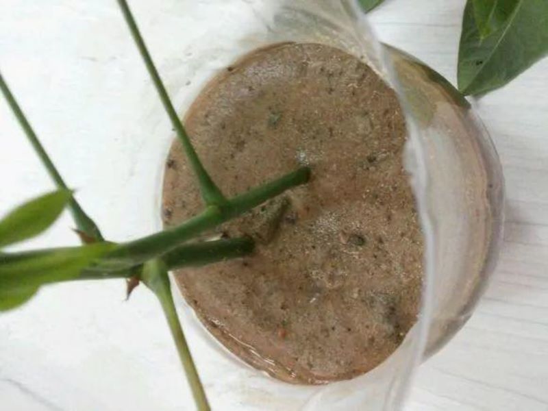 发财树怎么水培生根「发财树怎么水培生根发芽」