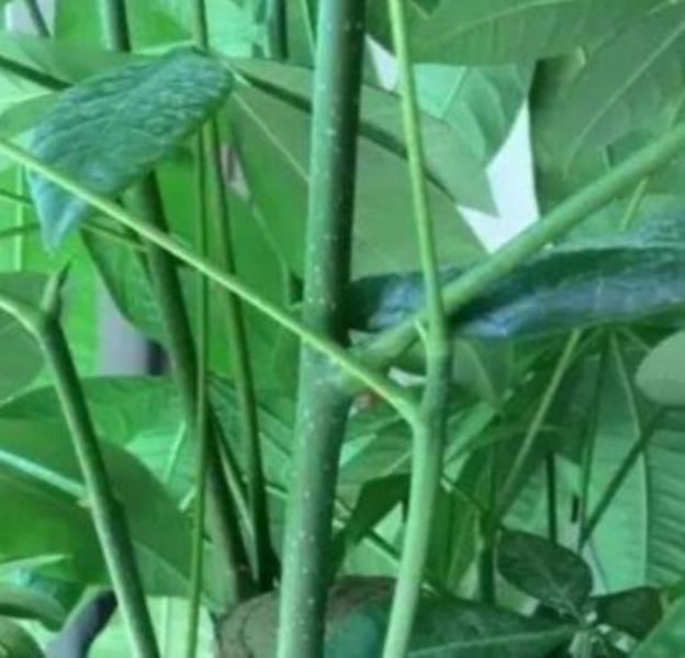 发财树怎么水培生根「发财树怎么水培生根发芽」