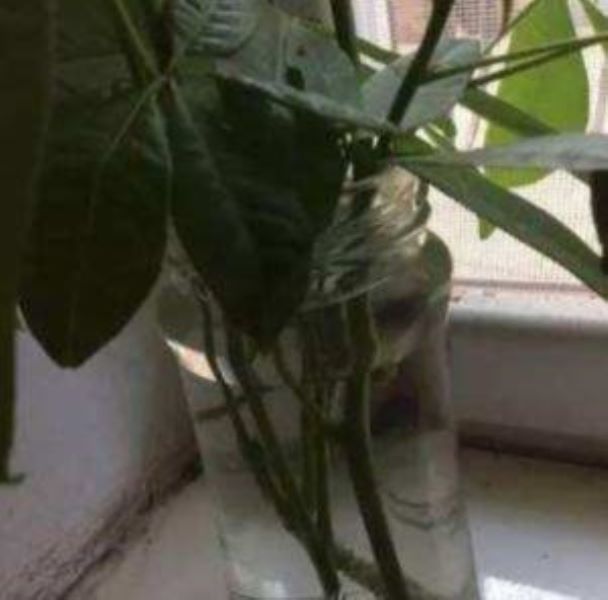 发财树怎么水培生根「发财树怎么水培生根发芽」