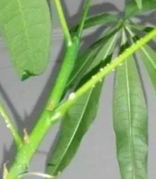 发财树怎么水培生根「发财树怎么水培生根发芽」