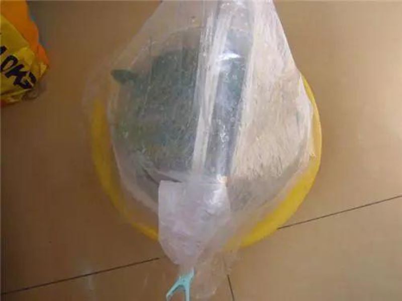 发财树怎么水培生根「发财树怎么水培生根发芽」
