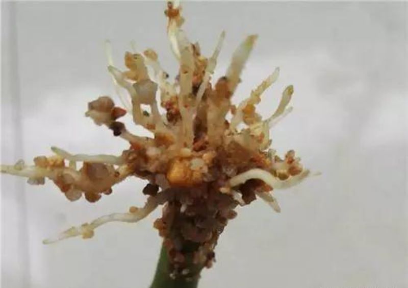 发财树怎么水培生根「发财树怎么水培生根发芽」