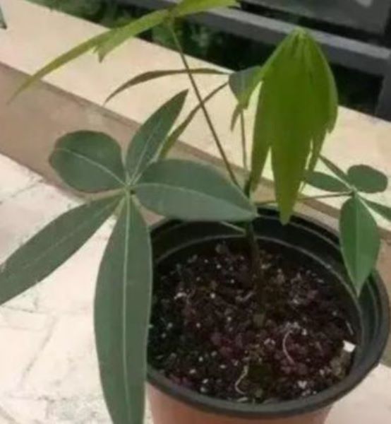 发财树怎么水培生根「发财树怎么水培生根发芽」