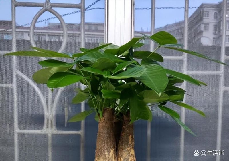 发财树怎样种植「发财树怎样种植方法」_1