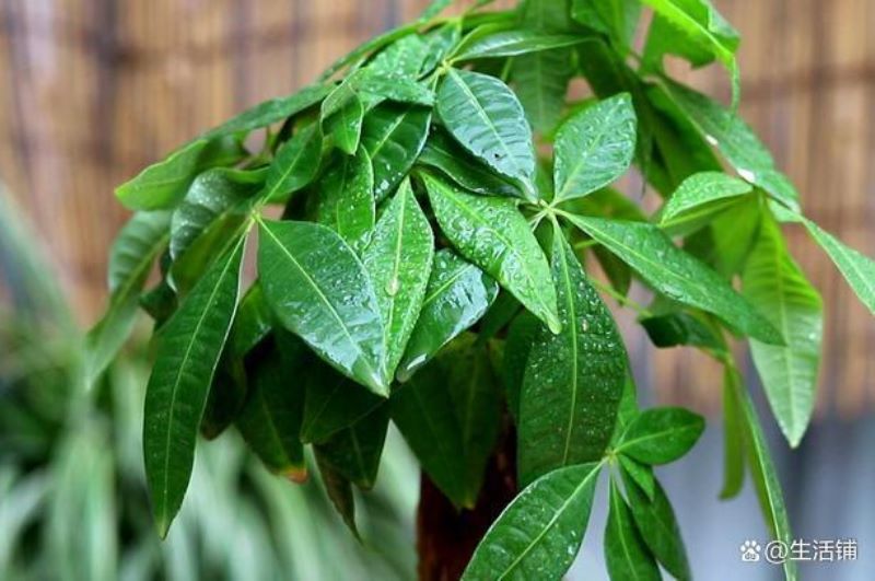 发财树怎样种植「发财树怎样种植方法」_1
