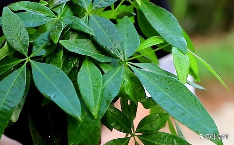 发财树怎样种植「发财树怎样种植方法」_1