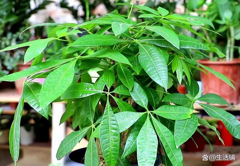 发财树怎样种植「发财树怎样种植方法」_1