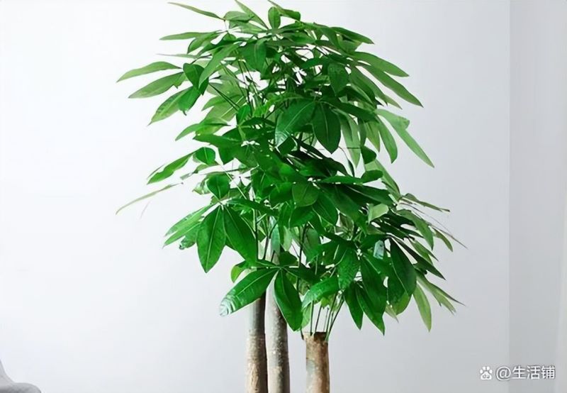 发财树怎样种植「发财树怎样种植方法」_1