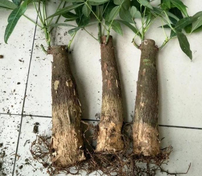 发财树根烂了如何拯救「发财树根烂了如何拯救视频」