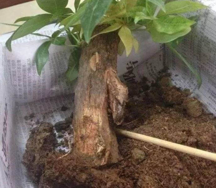 发财树根烂了如何拯救「发财树根烂了如何拯救视频」