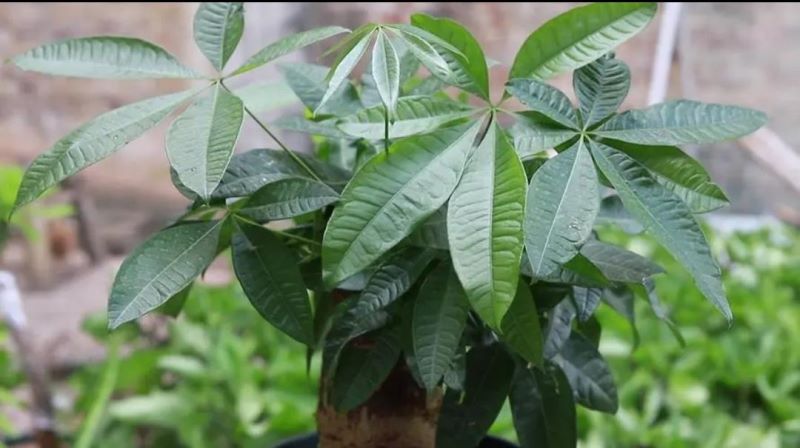 发财树的种植方法及保养方法「发财树的种植方法及保养方法视频」