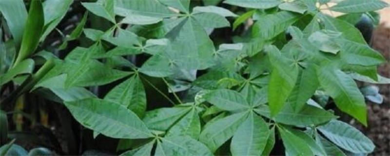发财树种植后几天发芽「发财树种植后几天发芽出土」