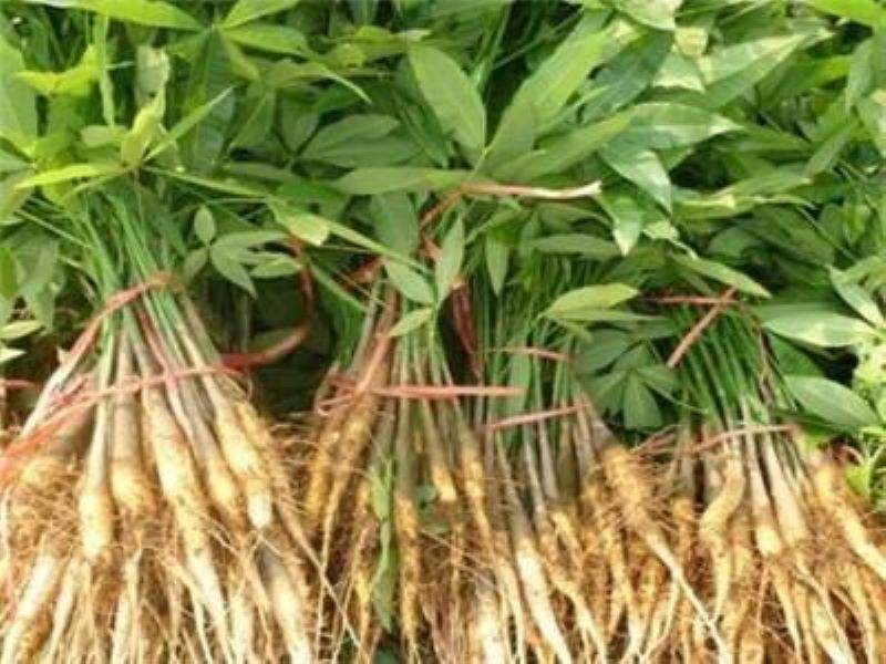 发财树种植后几天发芽「发财树种植后几天发芽出土」