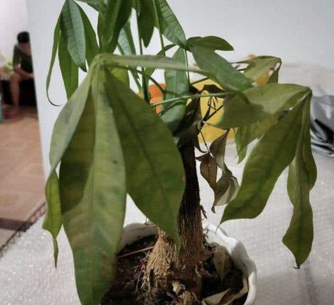 发财树落叶怎么办「发财树落叶怎么办-」