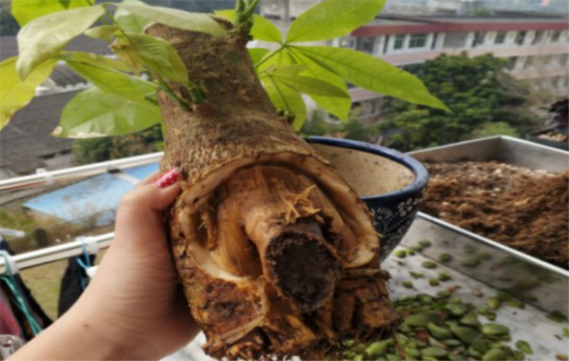 发财财树烂皮烂根怎么办「发财树烂根树皮脱落一半怎么补救」