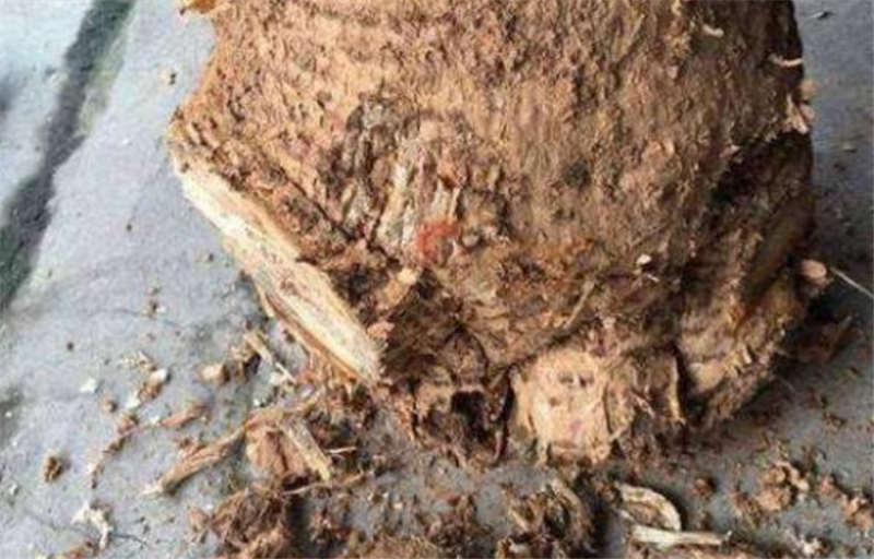 发财财树烂皮烂根怎么办「发财树烂根树皮脱落一半怎么补救」