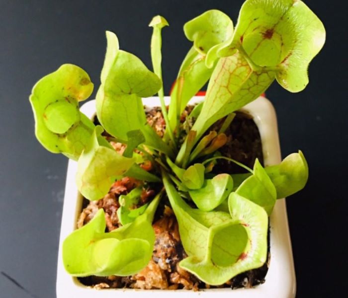 吃虫子的植物有哪些「吃虫子的植物有哪些图片」