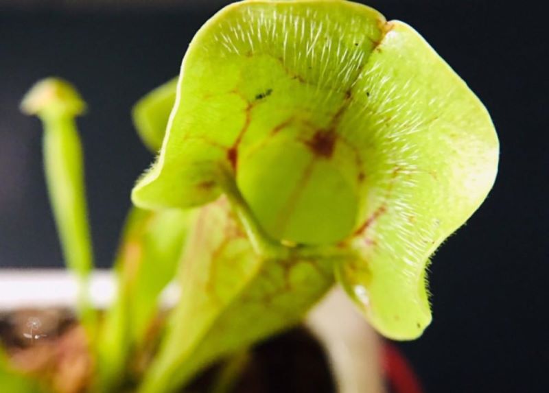 吃虫子的植物有哪些「吃虫子的植物有哪些图片」