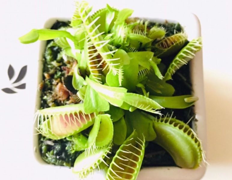 吃虫子的植物有哪些「吃虫子的植物有哪些图片」