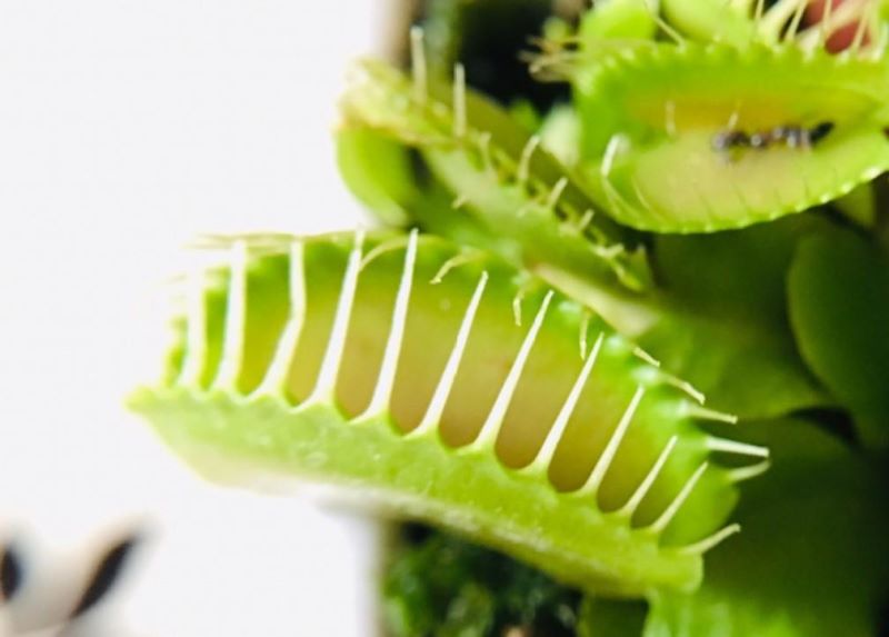 吃虫子的植物有哪些「吃虫子的植物有哪些图片」