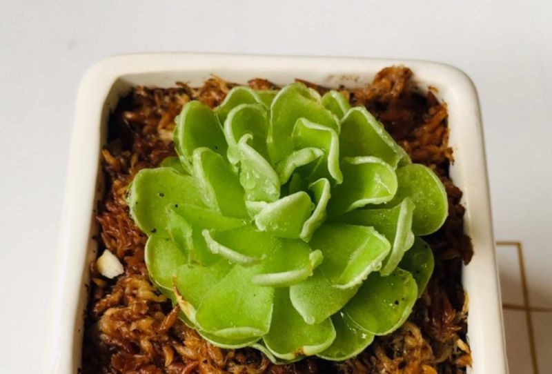 吃虫子的植物有哪些「吃虫子的植物有哪些图片」