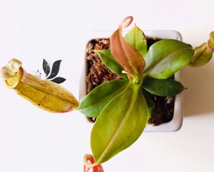 吃虫子的植物有哪些「吃虫子的植物有哪些图片」