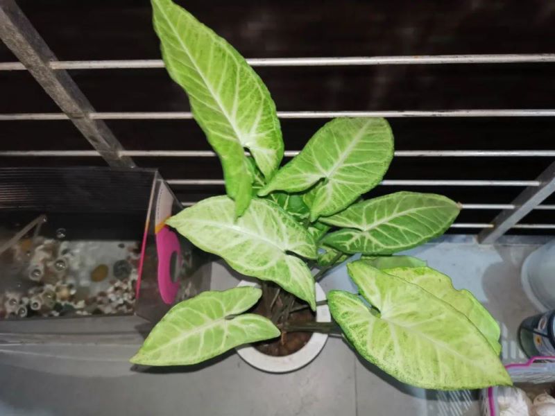 合果芋怎么养护「合果芋养护方法」