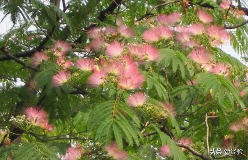 合欢花什么时候开花「合欢花什么时候开花-」