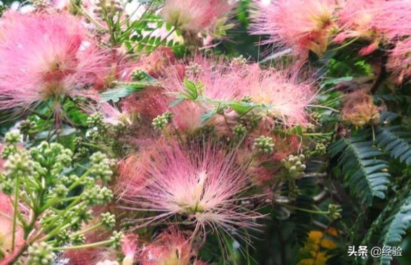 合欢花什么时候开花「合欢花什么时候开花-」